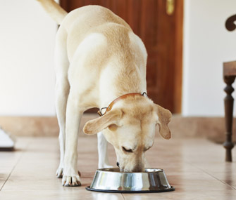 dog food grain free